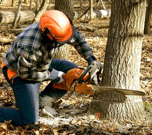 Tree Removal in Eagle Lake, MN